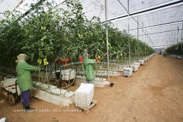 Image du Maroc Professionnelle de  Agriculture moderne au Sahara, des femmes marocaines effectuent la cueillette des tomates en grappes sous une serre dans une ferme à Dakhla. Dans cette région la production des tomates en grappes bénéficie d’un climat phénoménalement ensoleillé, tempéré et régulier, Mardi 21 Novembre 2006. Avec l'introduction des cultures sous abris serres, la région de Dakhla est devenue en très peu de temps célèbre pour ces productions de fruits et légumes destinés à l’export. (Photo / Abdeljalil Bounhar) 